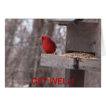 Cardinal & Nuthatch, GET WELL!