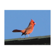Cardinal on a Roof postcards