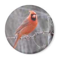 Cardinal on barbed wire fridge magnets