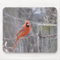 Cardinal on barbed wire mouse pad