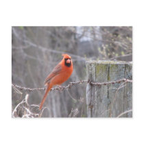 Cardinal on barbed wire postcard