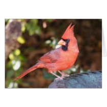 Cardinal on Bird Bath