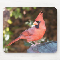 Cardinal on Bird Bath Mousepads