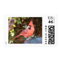 Cardinal on Bird Bath postage