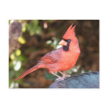 Cardinal on Bird Bath postcards