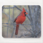 Cardinal on fence - 2009 mouse mats