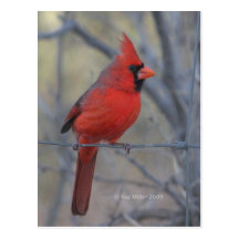 Cardinal on fence - 2009 post card