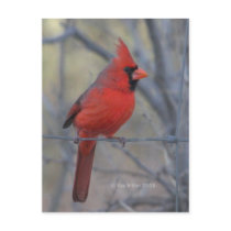 Cardinal on fence - 2009 postcards