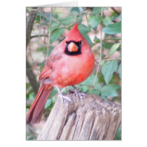 Cardinal on Post