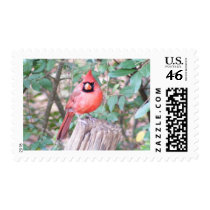 Cardinal on Post stamps