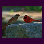 cardinal pair