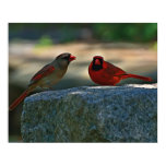cardinal pair