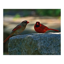 cardinal pair posters by zack12349 cardinal pair posters
