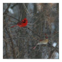 Cardinal Pair posters by SnyderSueMark Cardinal Pair posters