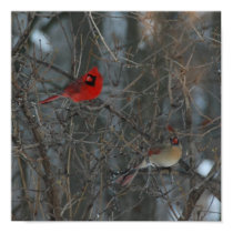 Cardinal Pair posters by SnyderSueMark Cardinal Pair posters
