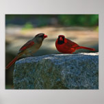 cardinal pair posters