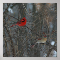 Cardinal Pair Posters