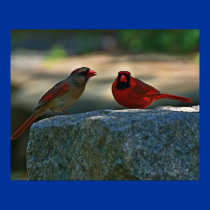 cardinal pair posters by zack12349 cardinal pair posters