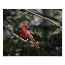 Cardinal photography
