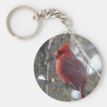 Cardinal photograph-song bird in winter Key Chain