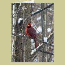 Cardinal photograph-song bird in winter Note Card cards