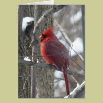Cardinal photograph-song bird in winter Note Card cards