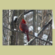 Cardinal photograph-song bird in winter Note Card cards