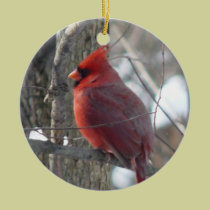Cardinal photograph-song bird in winter Ornament ornaments