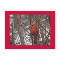Cardinal Postcard