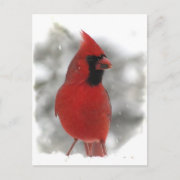 Cardinal postcard