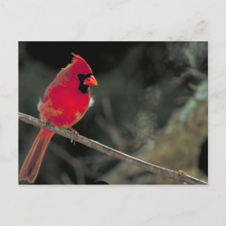 Cardinal Post Card