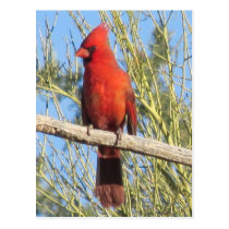 Cardinal Postcard postcards