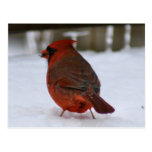 Cardinal Postcard