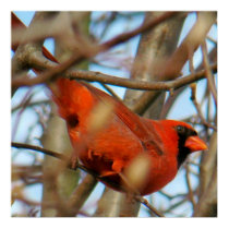 cardinal posters by pebarber68 cardinal posters