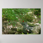 Cardinal Print