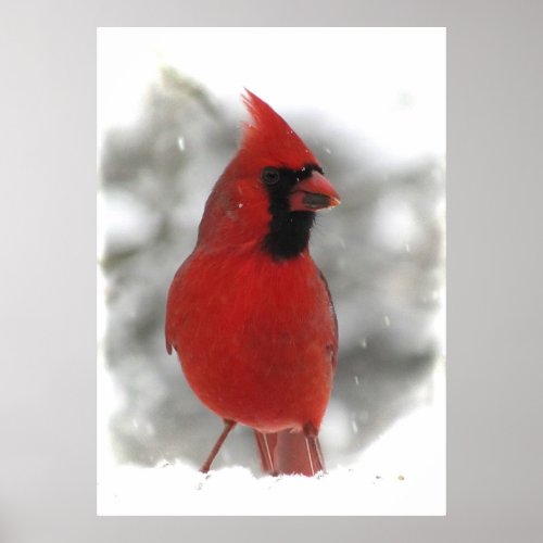 Cardinal Poster