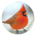 Cardinal Red Bird stickers by jimmyray Cardinal Red Bird stickers