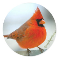 Cardinal Red Bird stickers