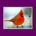 Cardinal Red Bird t-shirts