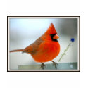 Cardinal Red Bird t-shirts by jimmyray Cardinal Red Bird t-shirts
