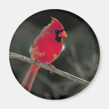 Cardinal Refrigerator Magnets