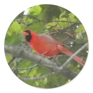 Cardinal sticker