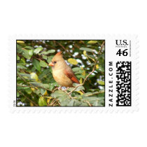 Cardinal Sweetness stamps
