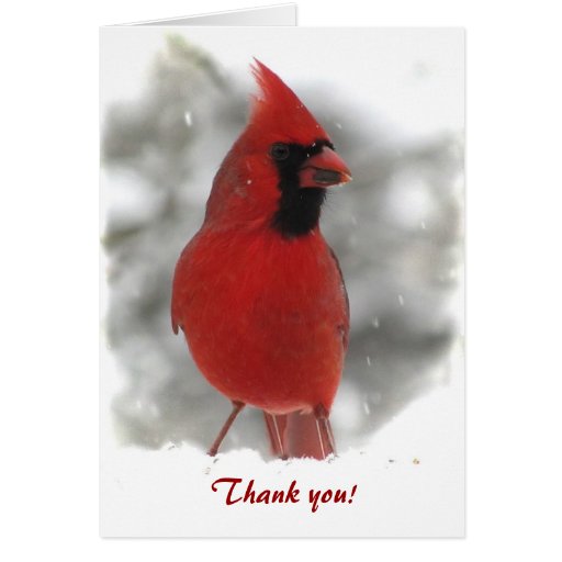 Cardinal Thank You Stationery Note Card Zazzle