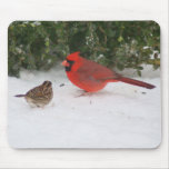 Cardinal with Sparrow