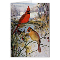 Cardinals in Winter