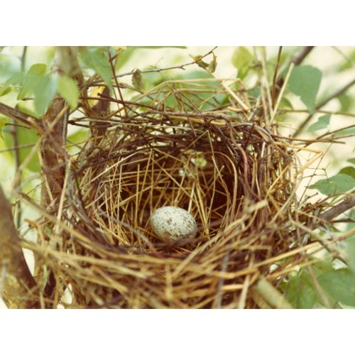 Cardinal's Nest Postcard postcard