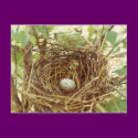 Cardinal's Nest Postcard