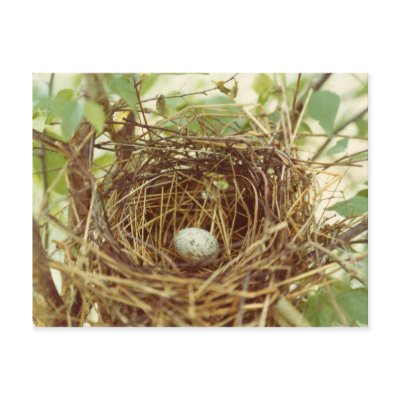Cardinal's Nest Postcard by naturegirl7