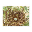 Cardinal's Nest Postcard by naturegirl7 Cardinal's Nest Postcard